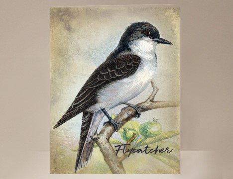 Flycatcher Bird Card |  Yesterday's Best
