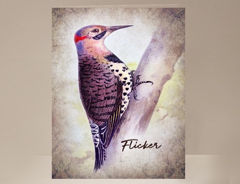 Flicker Wild Bird Card|  Yesterday's Best