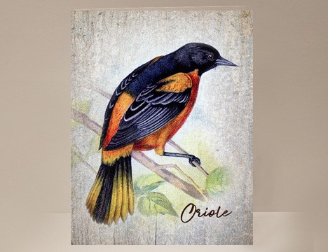 Oriole Wild Bird Greeting Card|  Yesterday's Best
