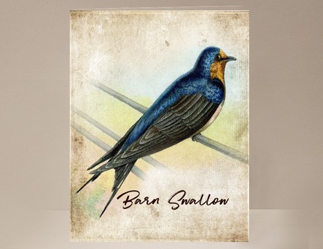 Barn Swallow Greeting Card|  Yesterday's Best
