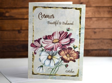 Flower of the month Cosmos October |  Yesterday's Best