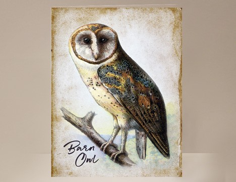 Barn Owl Bird Card|  Yesterday's Best