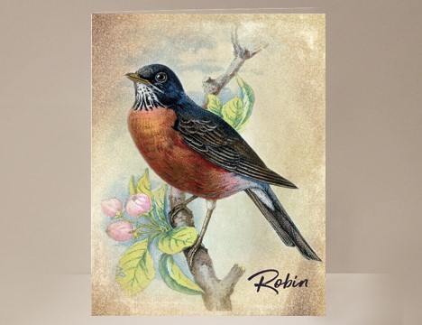 Robin Card |  Yesterday's Best