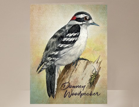 Downey Woodpecker Card |  Yesterday's Best