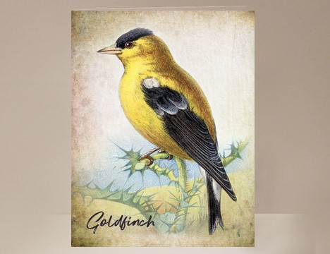 Goldfinch Bird Greeting Card |  Yesterday's Best