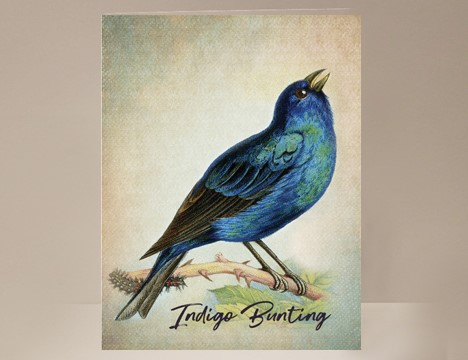 Indigo Bunting Bird Greeting Card |  Yesterday's Best