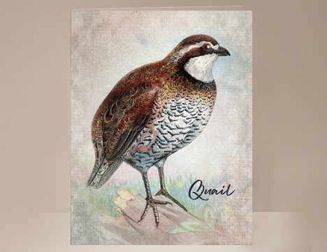 Quail Greeting Card|  Yesterday's Best