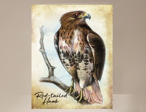 Red-tailed Hawk Wild Bird Greeting Card|  Yesterday's Best