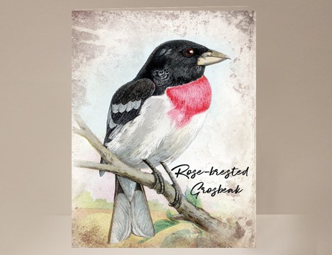 Red-brested Grosbeak Wild Bird Card|  Yesterday's Best