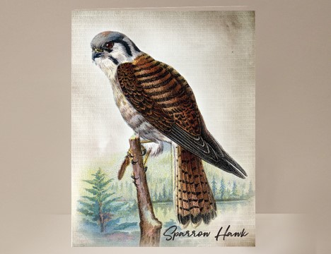 Sparrow Hawk Wild Bird Card|  Yesterday's Best