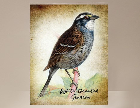 White-throated Sparrow Wild Bird Card|  Yesterday's Best