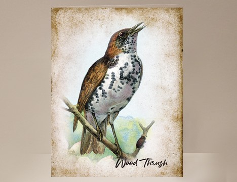 Wood Thrush Wild Bird Card|  Yesterday's Best