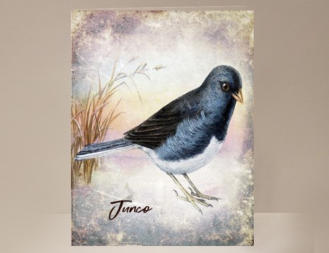 Junco Wild Bird Greeting Card|  Yesterday's Best