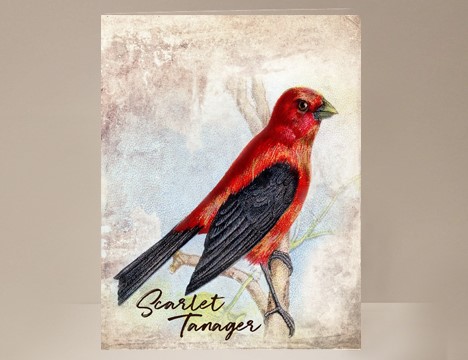 Scarlet Tanager Wild Bird Card|  Yesterday's Best