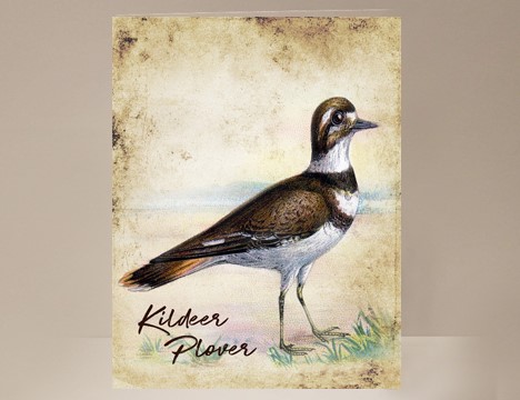 Kildeer Plover Wild Bird Greeting Card|  Yesterday's Best