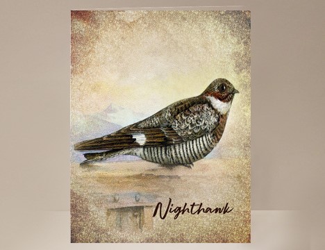 Nighthawk Wild Bird Card|  Yesterday's Best