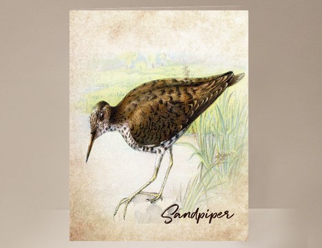Sandpiper Wild Bird Greeting Card|  Yesterday's Best