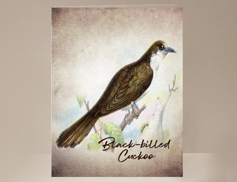 Black-billed Cuckoo Wild Bird Card|  Yesterday's Best