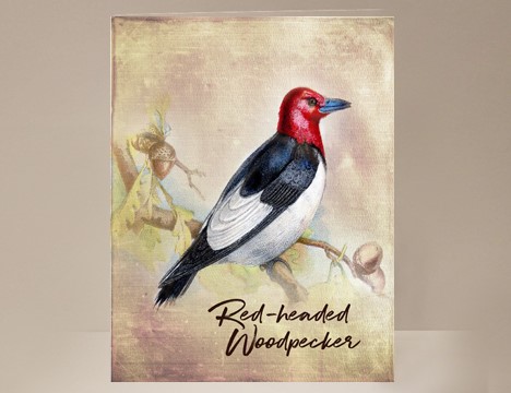 Red-headed Woodpecker Wild Bird Card|  Yesterday's Best