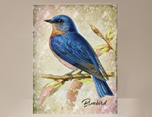 View Bird Card Bluebird