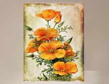 View California Poppy Card