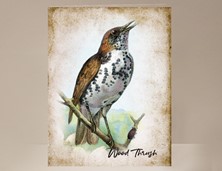 View Wood Thrush Wild Bird Card