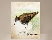 View Sandpiper Wild Bird Greeting Card