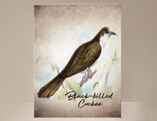 View Black-billed Cuckoo Wild Bird Card